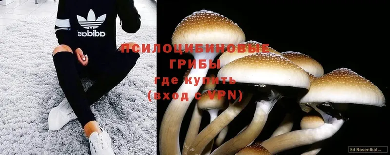 Псилоцибиновые грибы Psilocybe  Лукоянов 